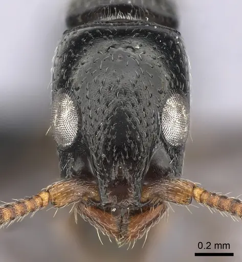 Simopone elegans specimen