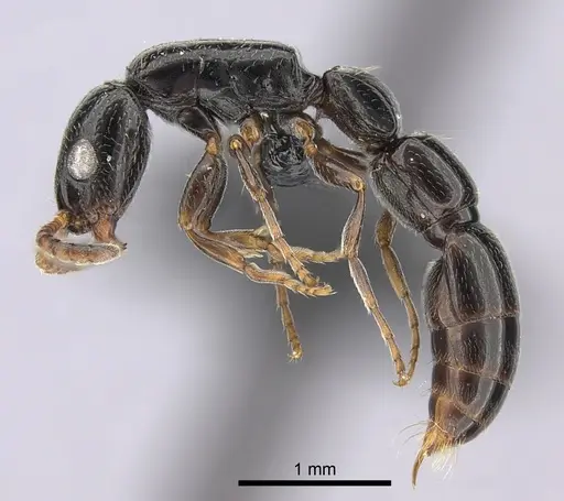 Simopone elegans - CASENT0492213