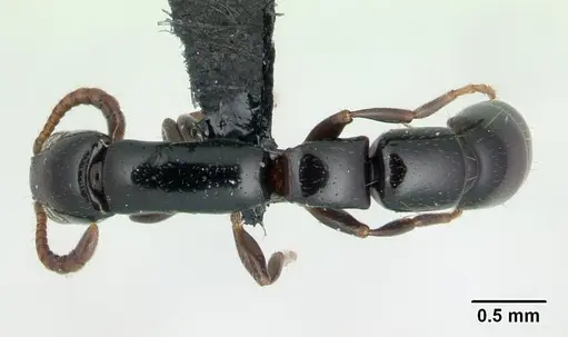 Simopone elegans - CASENT0499354