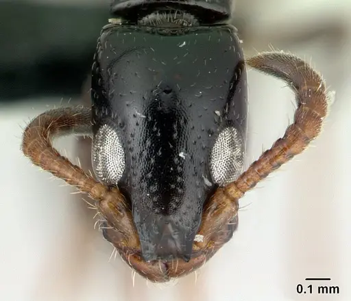 Simopone elegans - CASENT0499354