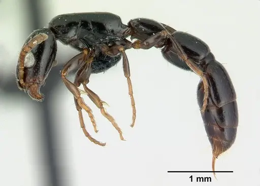 Simopone elegans - CASENT0499354