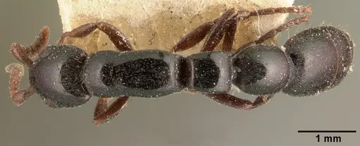 Simopone emeryi specimen