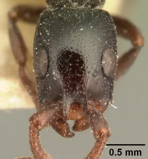 Simopone emeryi specimen