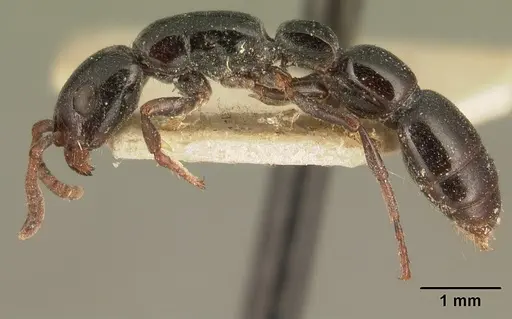 Simopone emeryi specimen