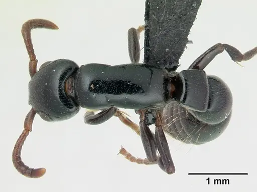 Simopone emeryi - CASENT0487286