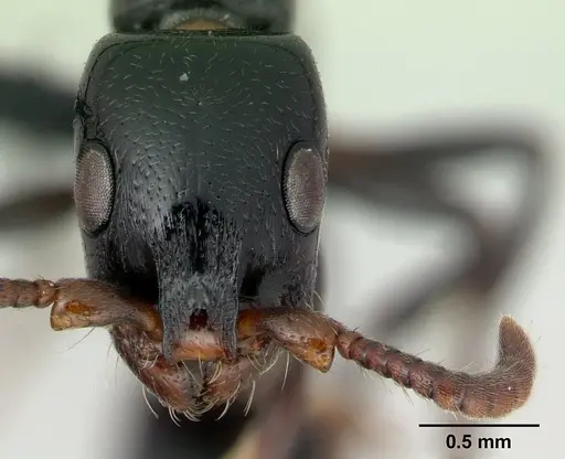 Simopone emeryi - CASENT0487286