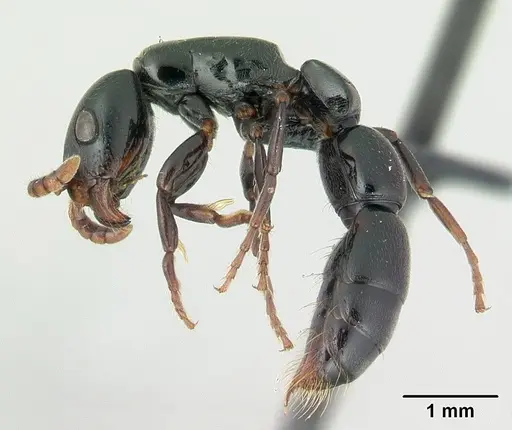 Simopone emeryi - CASENT0487286