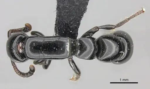 Simopone fera specimen