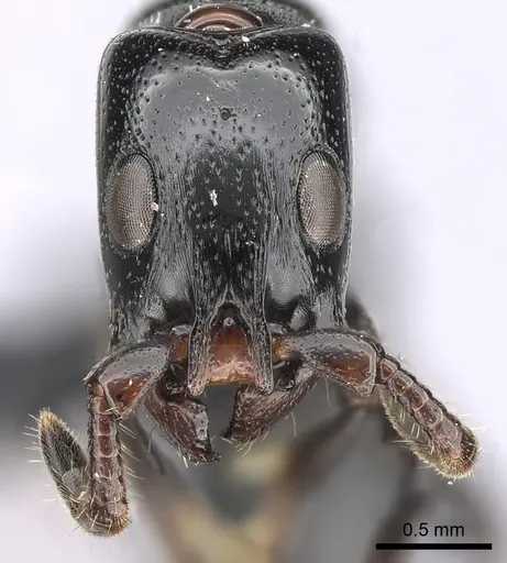 Simopone fera specimen