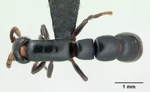 Simopone fera - CASENT0496984