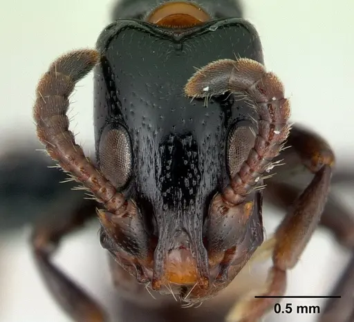 Simopone fera - CASENT0496984