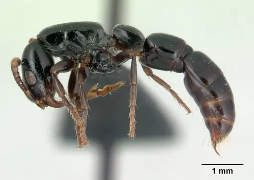 Simopone fera - CASENT0496984