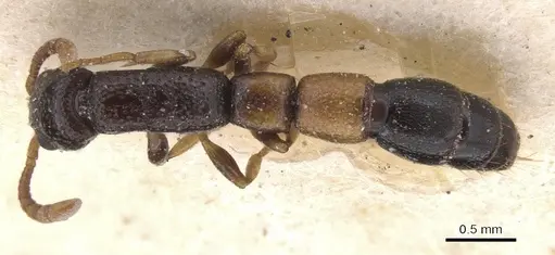 Simopone fulvinodis specimen