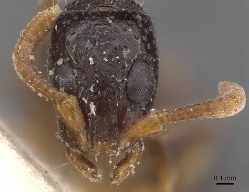 Simopone fulvinodis specimen