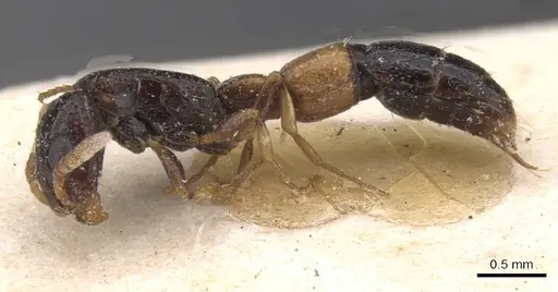 Simopone fulvinodis specimen