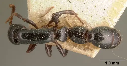 Simopone grandidieri specimen