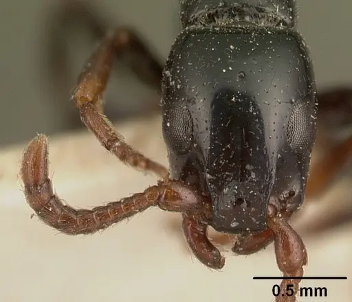 Simopone grandidieri specimen