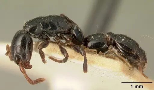 Simopone grandidieri specimen