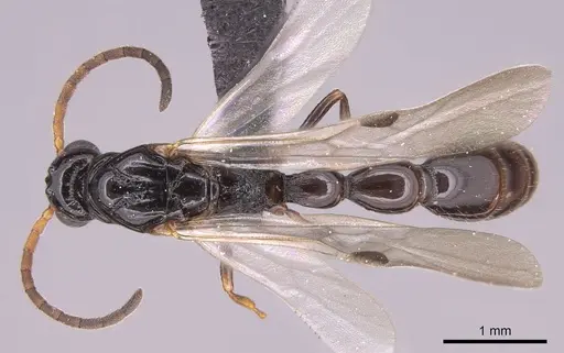 Simopone grandidieri - CASENT0148973