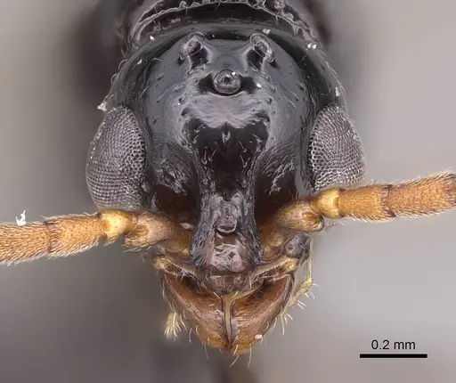 Simopone grandidieri - CASENT0148973