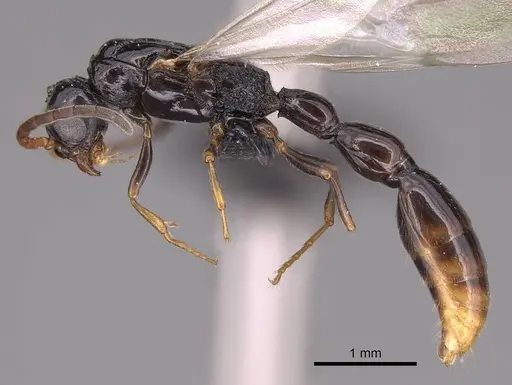 Simopone grandidieri - CASENT0148973