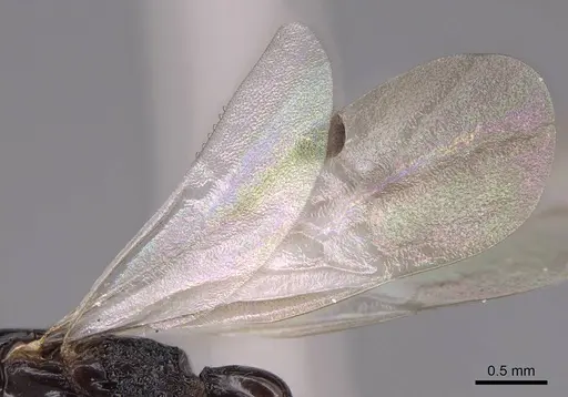 Simopone grandidieri - CASENT0148973