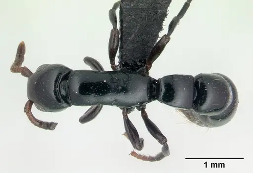 Simopone grandidieri - CASENT0486659