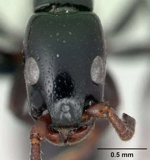 Simopone grandidieri - CASENT0486659