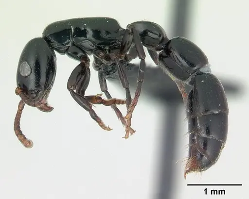 Simopone grandidieri - CASENT0486659