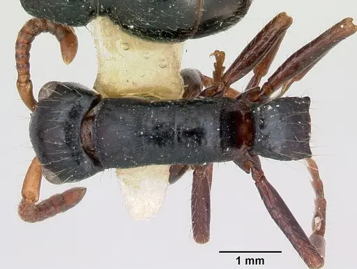 Simopone grandis specimen