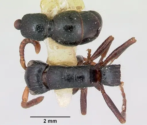 Simopone grandis specimen