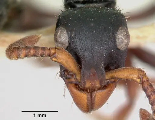 Simopone grandis specimen