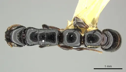 Simopone gressitti specimen