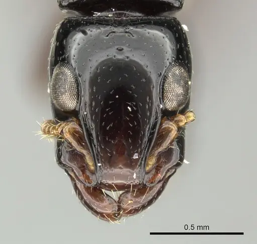 Simopone gressitti specimen