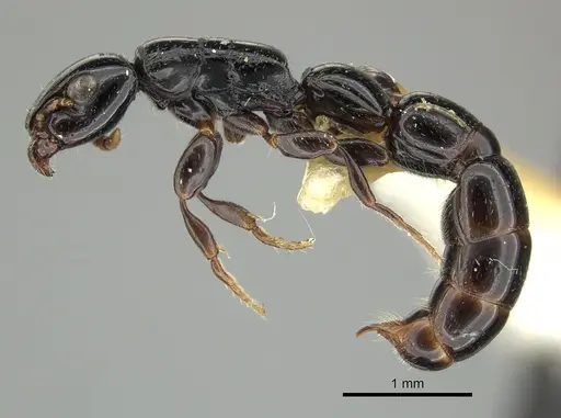 Simopone gressitti specimen