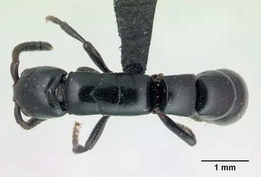 Simopone inculta specimen