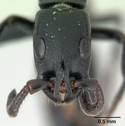 Simopone inculta specimen