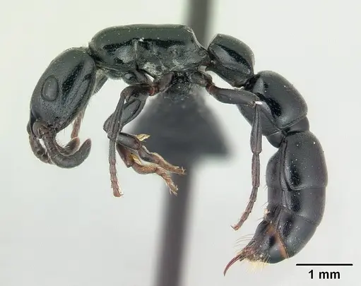 Simopone inculta specimen