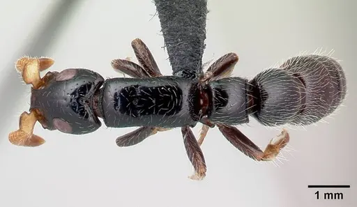 Simopone latiscapa specimen