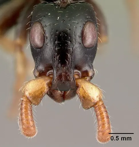 Simopone latiscapa specimen