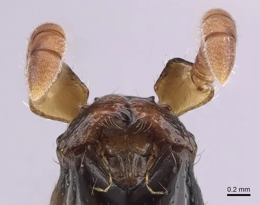 Simopone latiscapa specimen