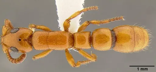 Simopone marleyi specimen