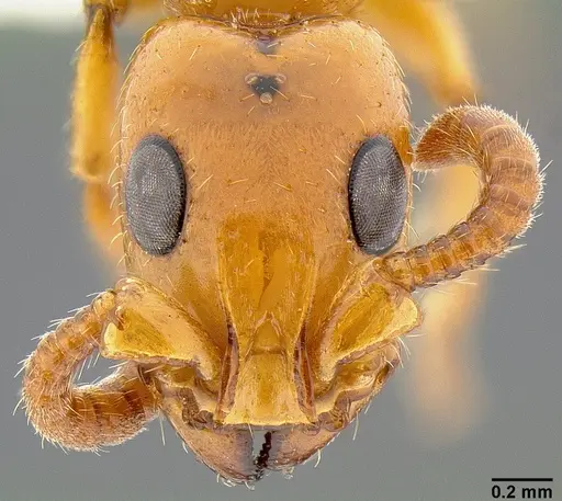 Simopone marleyi specimen