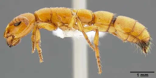 Simopone marleyi specimen