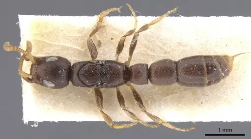 Simopone matthiasi specimen