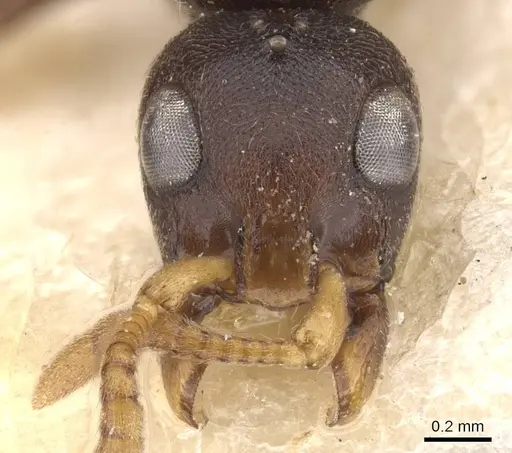 Simopone matthiasi specimen