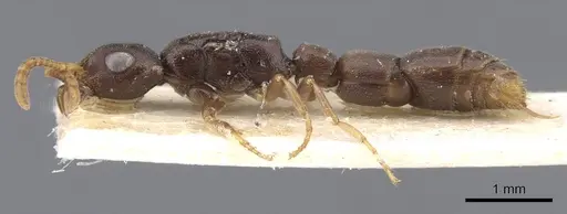 Simopone matthiasi specimen