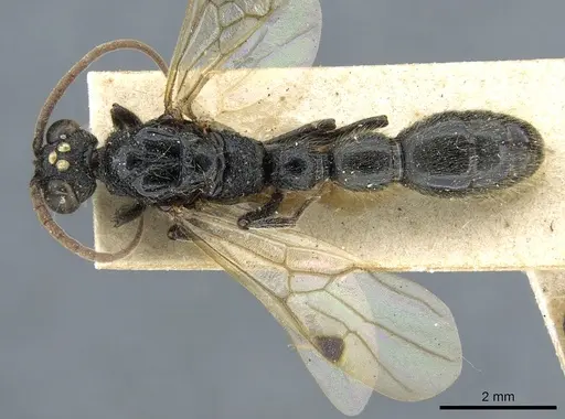 Simopone mayri specimen