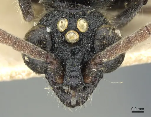 Simopone mayri specimen