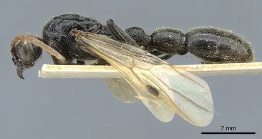 Simopone mayri specimen